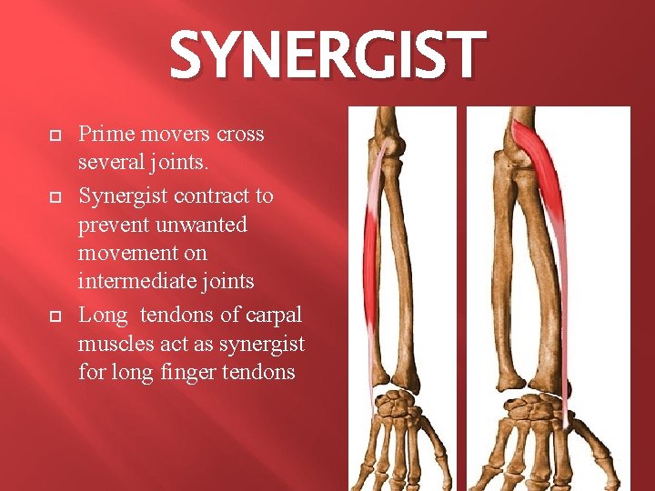 SYNERGIST Prime movers cross several joints. Synergist contract to prevent unwanted movement on intermediate