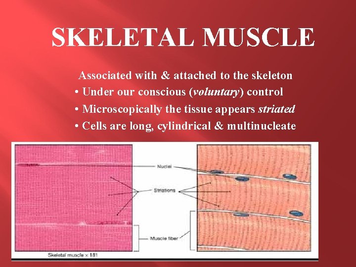 SKELETAL MUSCLE Associated with & attached to the skeleton • Under our conscious (voluntary)
