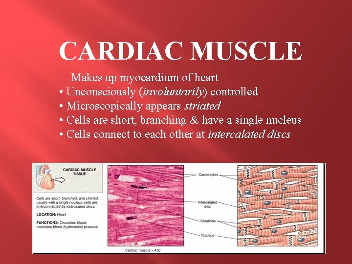 CARDIAC MUSCLE Makes up myocardium of heart • Unconsciously (involuntarily) controlled • Microscopically appears