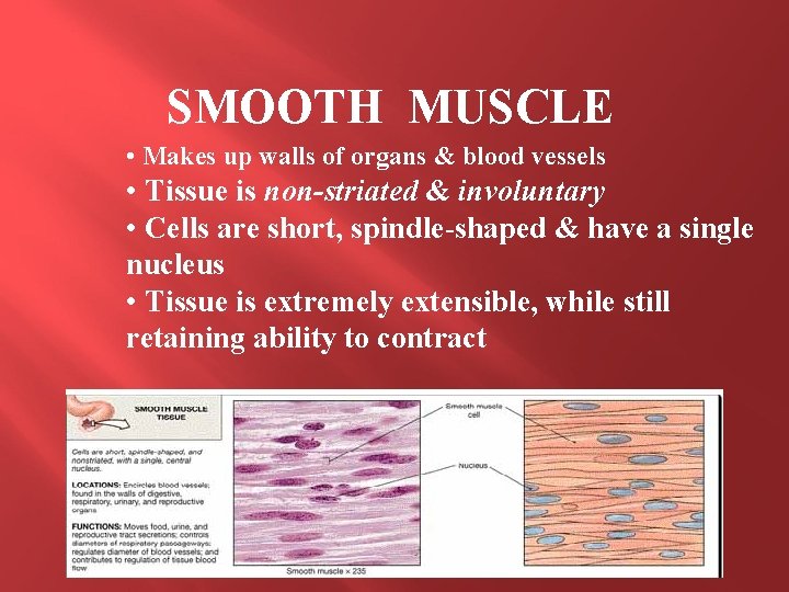 SMOOTH MUSCLE • Makes up walls of organs & blood vessels • Tissue is SMOOTH MUSCLE • Makes up walls of organs & blood vessels • Tissue is