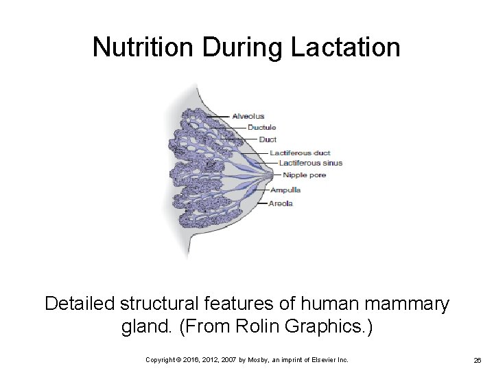 Nutrition During Lactation Detailed structural features of human mammary gland. (From Rolin Graphics. ) Nutrition During Lactation Detailed structural features of human mammary gland. (From Rolin Graphics. )