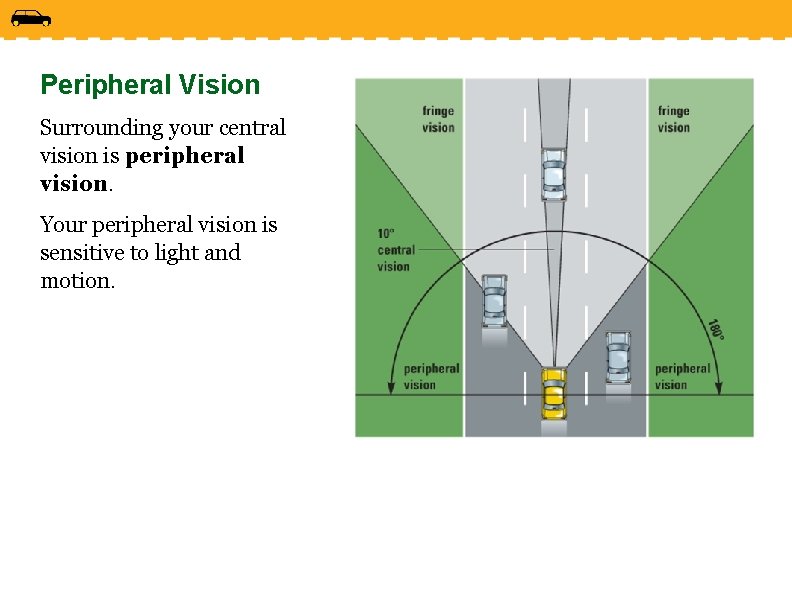 Peripheral Vision Surrounding your central vision is peripheral vision. Your peripheral vision is sensitive