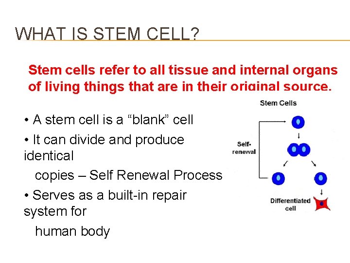 WHAT IS STEM CELL? Stem cells refer to all tissue and internal organs of