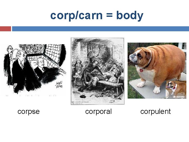 corp/carn = body corpse corporal corpulent 