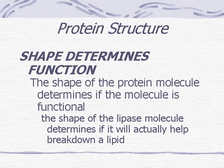Protein Structure SHAPE DETERMINES FUNCTION The shape of the protein molecule determines if the