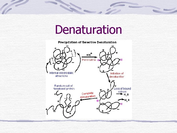 Denaturation 