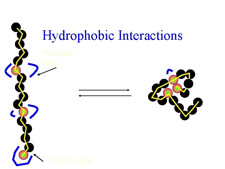 Hydrophobic Interactions “Clathrate” water Increased solvent entropy Increased chain entropy Peptide chain 