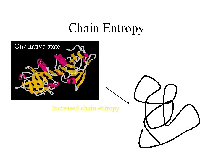 Chain Entropy One native state S=k ln W Increased chain entropy Many denatured states