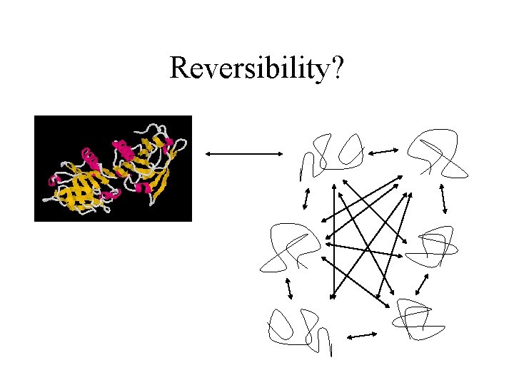 Reversibility? One native form Refolding is a complex process – particularly for large proteins