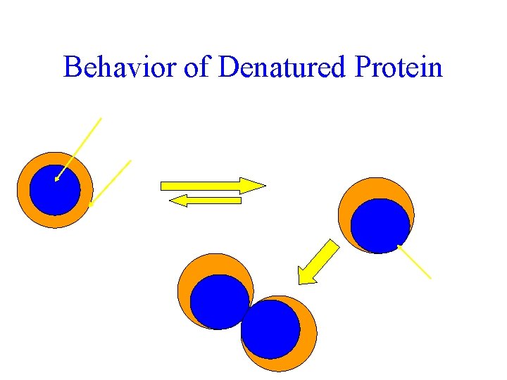 Behavior of Denatured Protein Hydrophobic core Hydrophilic surface Fast under non-physiological conditions DENATURED Slow