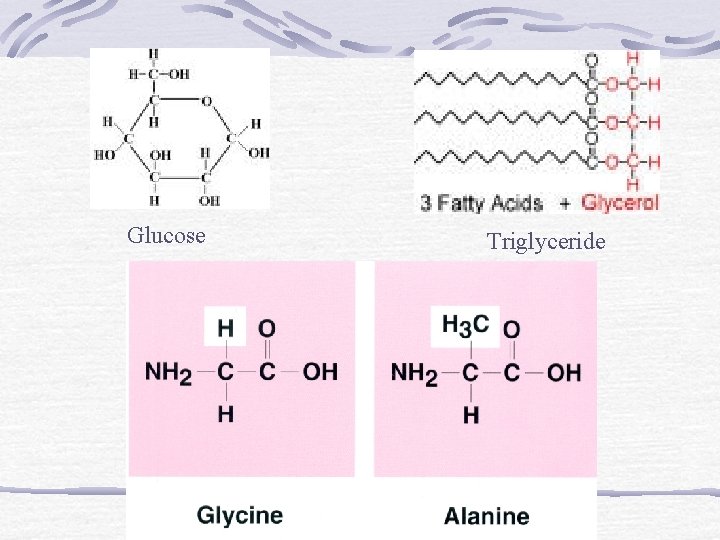 Glucose Triglyceride 