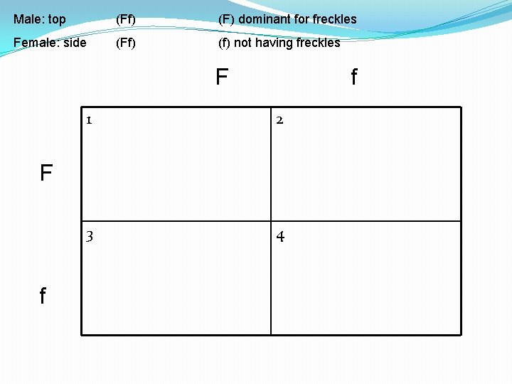 Male: top (Ff) (F) dominant for freckles Female: side (Ff) (f) not having freckles