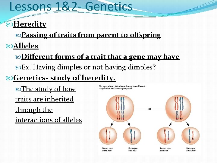 Lessons 1&2 - Genetics Heredity Passing of traits from parent to offspring Alleles Different