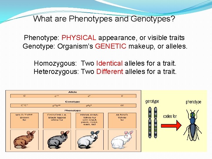 What are Phenotypes and Genotypes? Phenotype: PHYSICAL appearance, or visible traits Genotype: Organism’s GENETIC