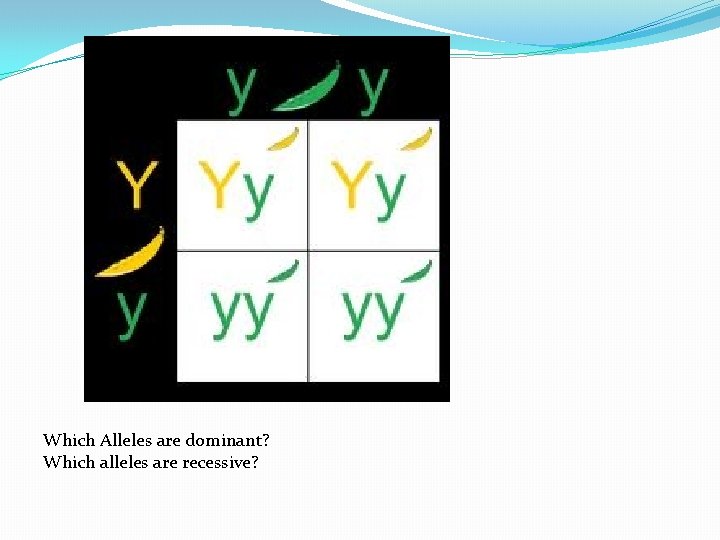 Which Alleles are dominant? Which alleles are recessive? 
