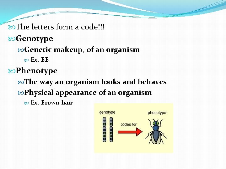  The letters form a code!!! Genotype Genetic makeup, of an organism Ex. BB