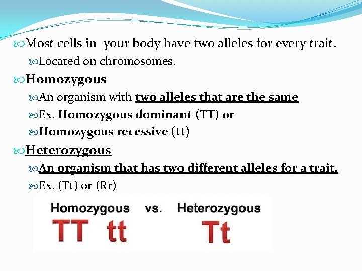  Most cells in your body have two alleles for every trait. Located on