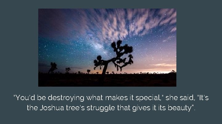 "You'd be destroying what makes it special, " she said, "It's the Joshua tree's