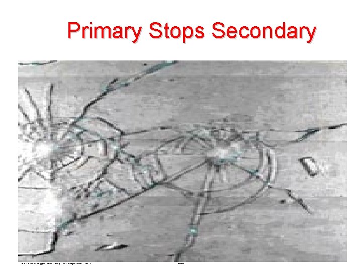 Primary Stops Secondary Forensic Science: Fundamentals & Investigations, Chapter 14 22 