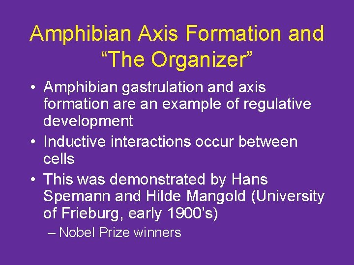Amphibian Axis Formation and “The Organizer” • Amphibian gastrulation and axis formation are an