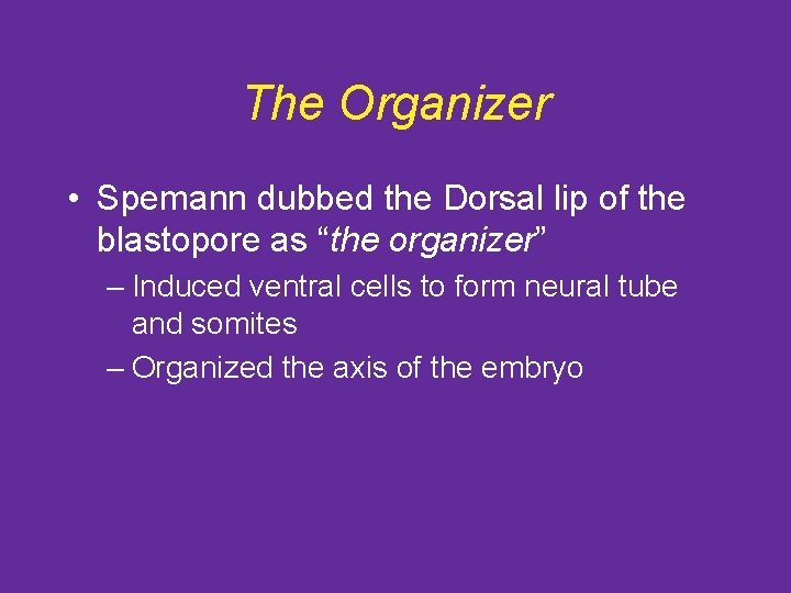 The Organizer • Spemann dubbed the Dorsal lip of the blastopore as “the organizer”