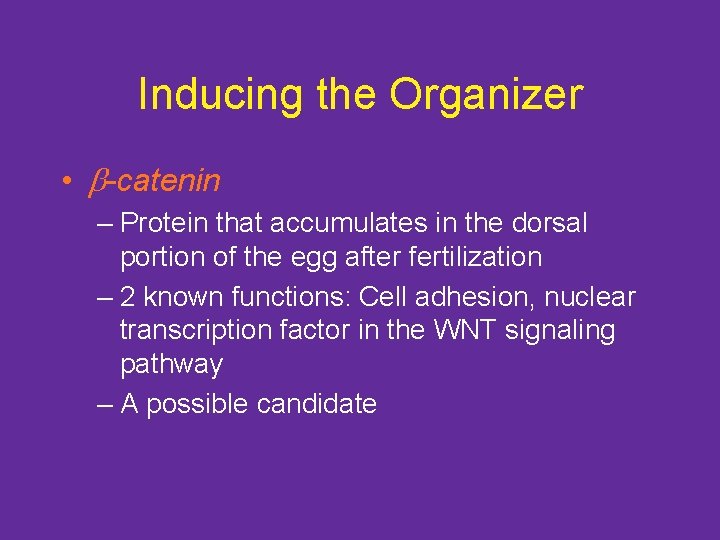 Inducing the Organizer • -catenin – Protein that accumulates in the dorsal portion of