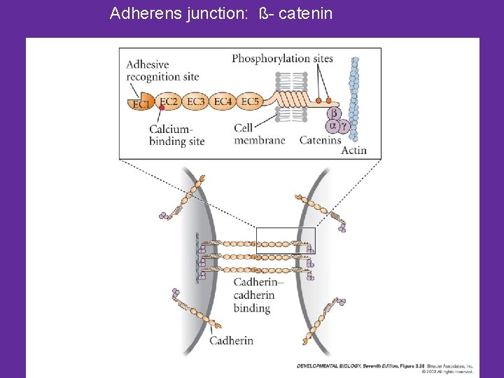 Adherens junction: ß- catenin 
