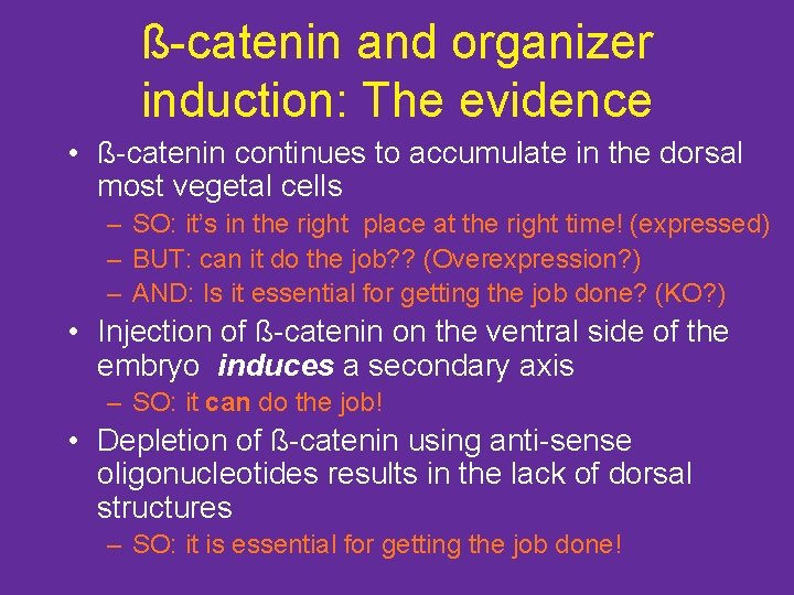 ß-catenin and organizer induction: The evidence • ß-catenin continues to accumulate in the dorsal
