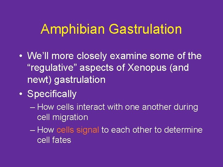 Amphibian Gastrulation • We’ll more closely examine some of the “regulative” aspects of Xenopus