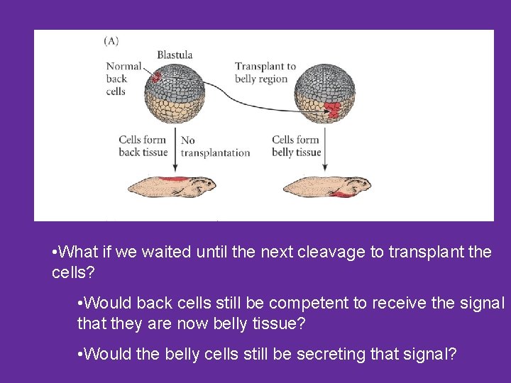  • What if we waited until the next cleavage to transplant the cells?