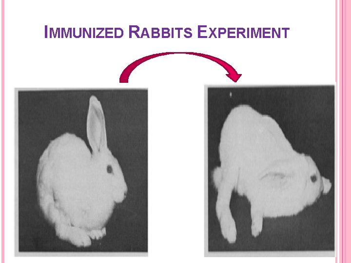 IMMUNIZED RABBITS EXPERIMENT 