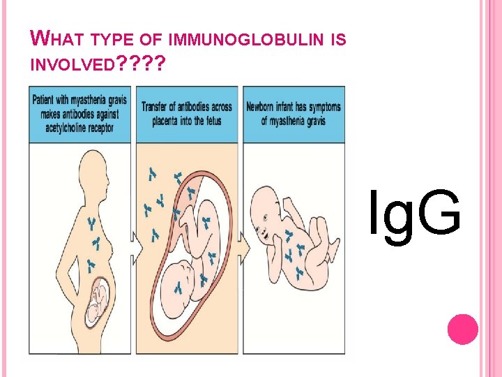 WHAT TYPE OF IMMUNOGLOBULIN IS INVOLVED? ? Ig. G 