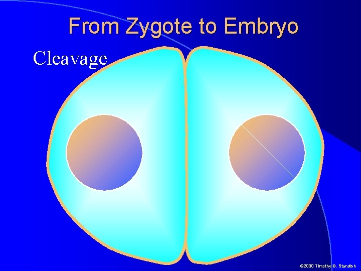 From Zygote to Embryo Cleavage © 2000 Timothy G. Standish 