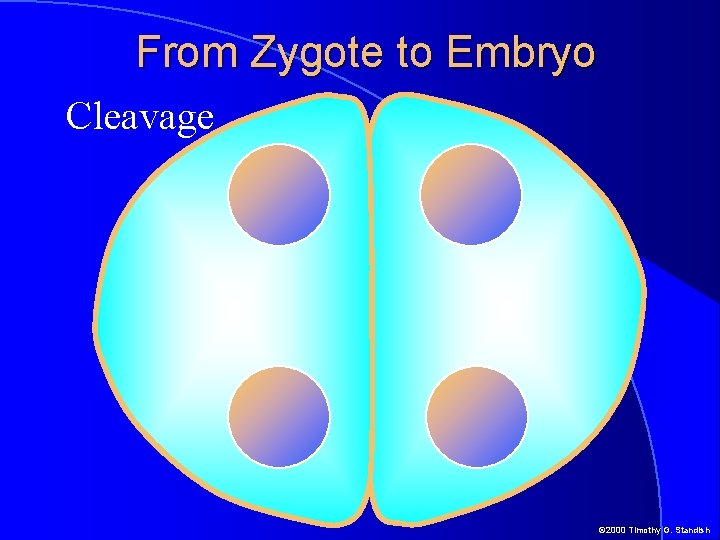 From Zygote to Embryo Cleavage © 2000 Timothy G. Standish 