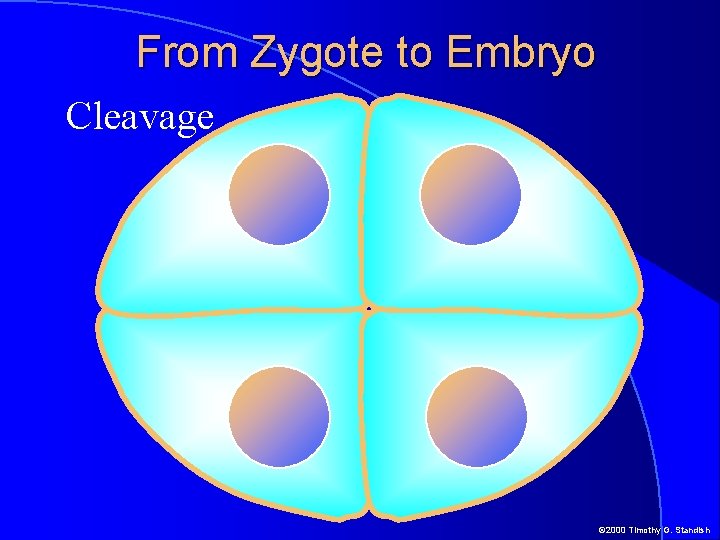 From Zygote to Embryo Cleavage © 2000 Timothy G. Standish 