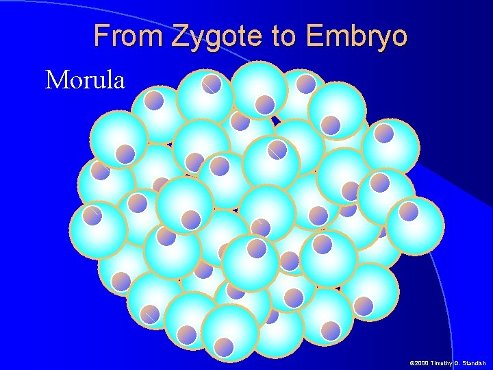 From Zygote to Embryo Morula © 2000 Timothy G. Standish 