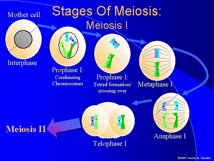 Mother cell Stages Of Meiosis: Meiosis I Interphase Prophase I: Condensing Chromosomes Prophase I: