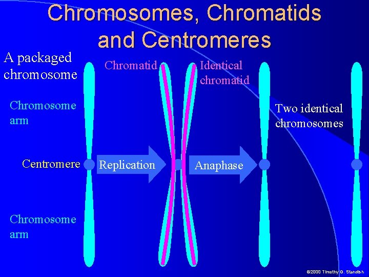 Chromosomes, Chromatids and Centromeres A packaged chromosome Chromatid Identical chromatid Chromosome arm Centromere Two