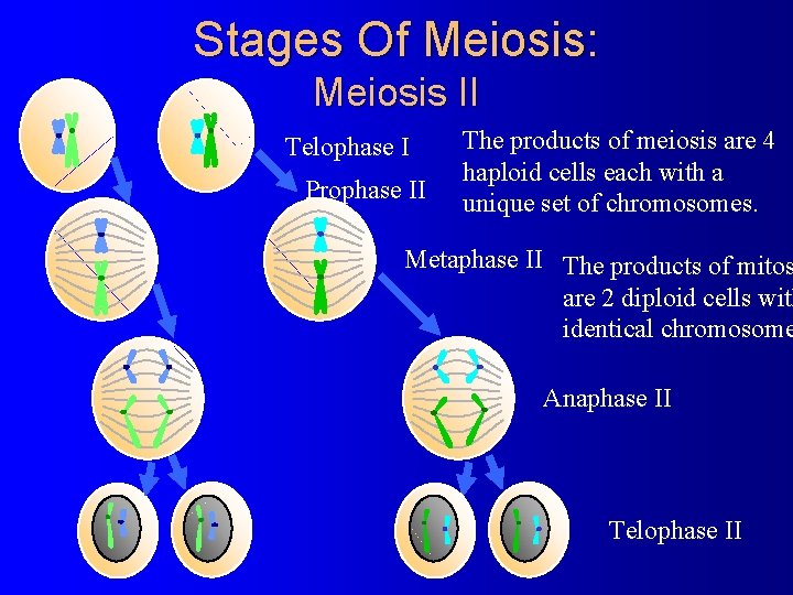 Stages Of Meiosis: Meiosis II Telophase I Prophase II The products of meiosis are