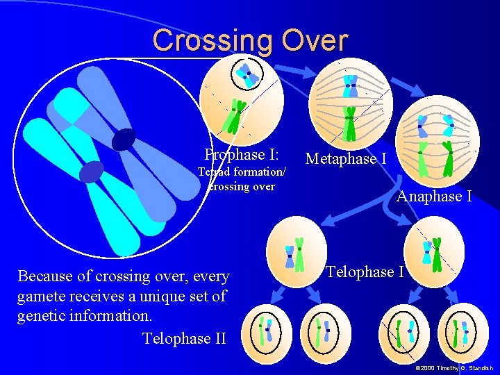 Crossing Over Prophase I: Tetrad formation/ crossing over Because of crossing over, every gamete