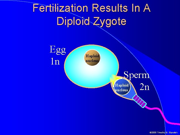 Fertilization Results In A Diploid Zygote Egg 1 n Haploid nucleus Sperm 2 n