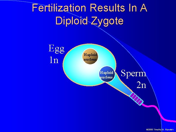 Fertilization Results In A Diploid Zygote Egg 1 n Haploid nucleus Sperm 2 n