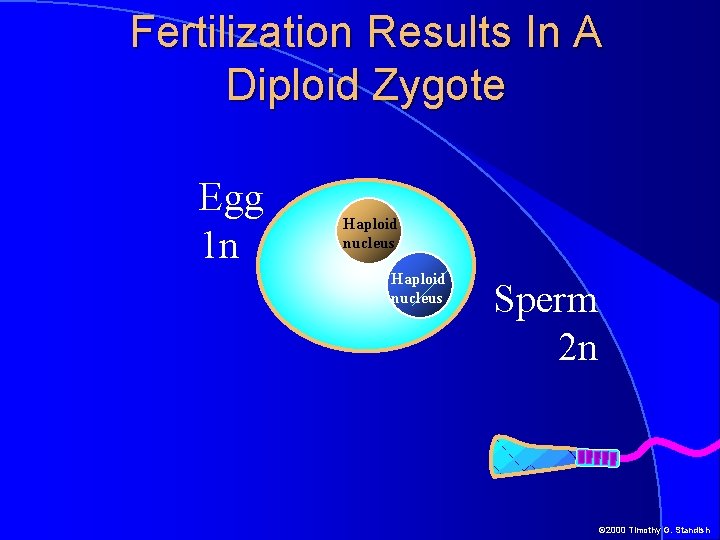 Fertilization Results In A Diploid Zygote Egg 1 n Haploid nucleus Sperm 2 n