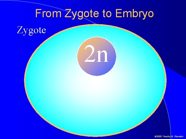 From Zygote to Embryo Zygote 2 n 2 n © 2000 Timothy G. Standish