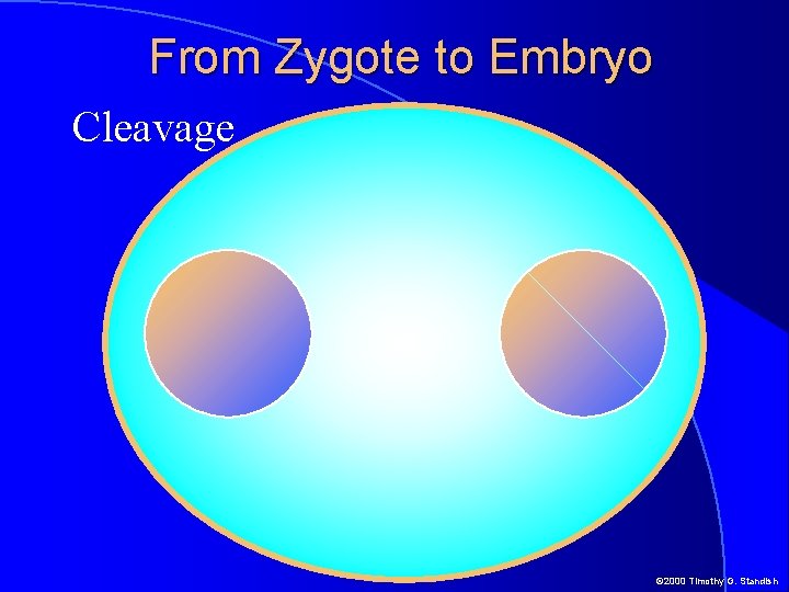 From Zygote to Embryo Cleavage © 2000 Timothy G. Standish 