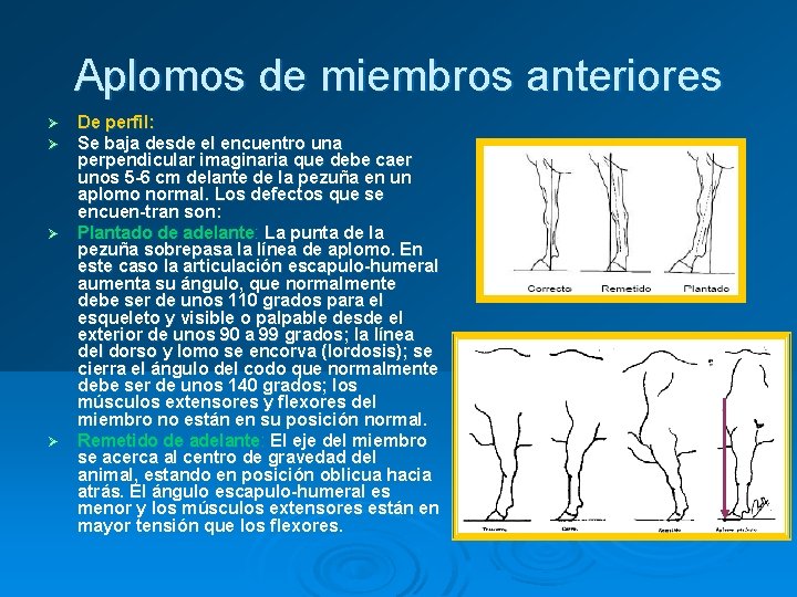 Aplomos de miembros anteriores De perfil: Se baja desde el encuentro una perpendicular imaginaria