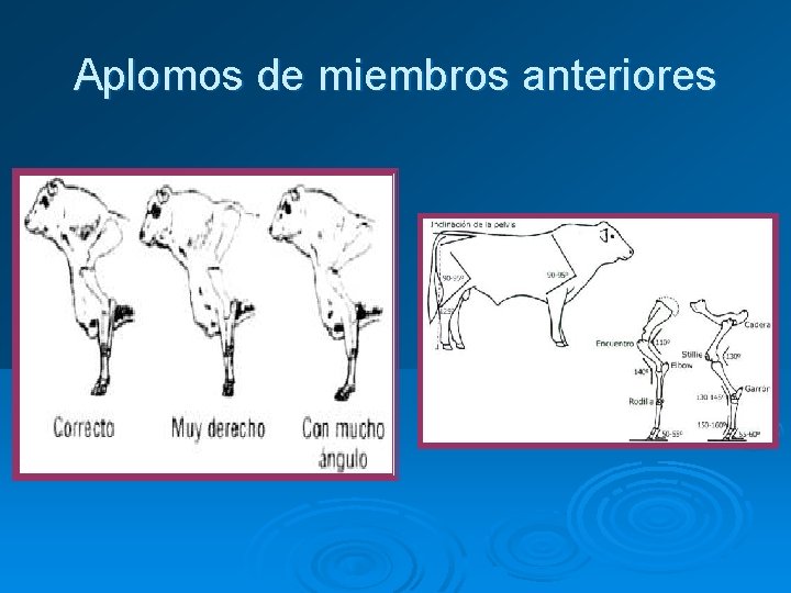 Aplomos de miembros anteriores 