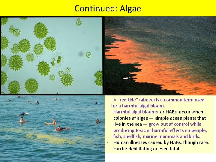 Continued: Algae - A "red tide“ (above) is a common term used for a