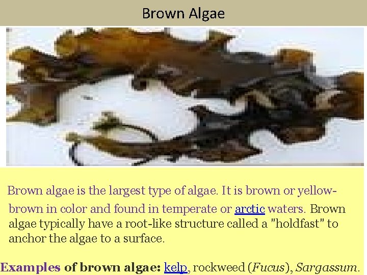 Brown Algae Brown algae is the largest type of algae. It is brown or