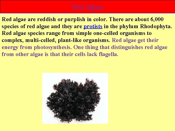 Red Algae Red algae are reddish or purplish in color. There about 6, 000